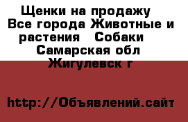 Щенки на продажу - Все города Животные и растения » Собаки   . Самарская обл.,Жигулевск г.
